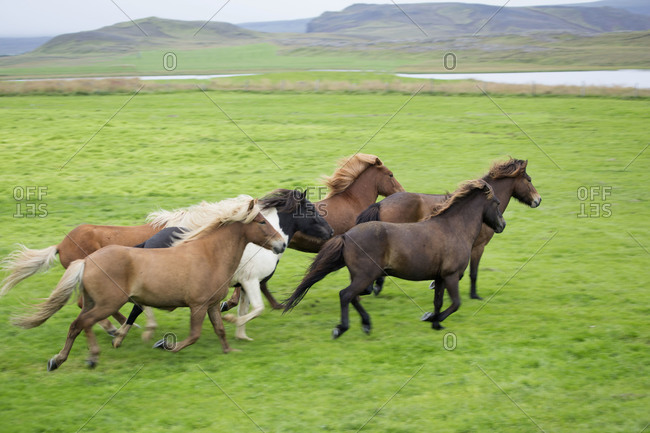 Wild ponies running in a group