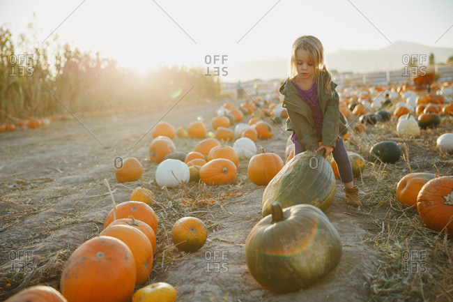 Girl picking a Halloween pumpkin in a field