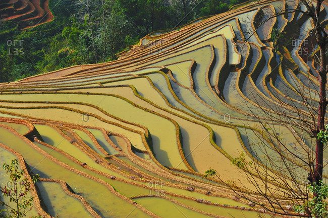 Terraced hillsides, China