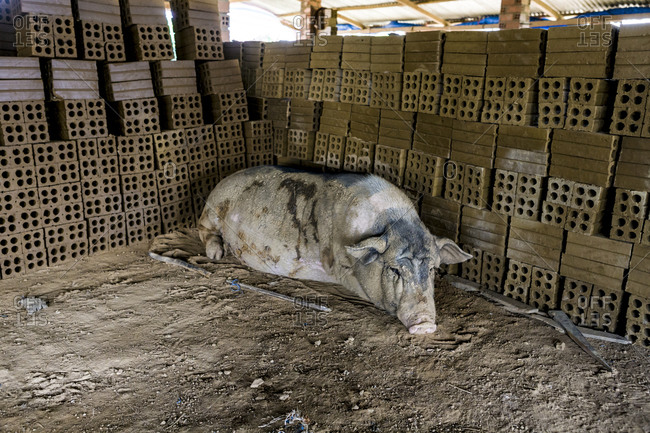 Pig lying in a pigpen