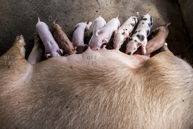 High angle view of pig feeding piglets