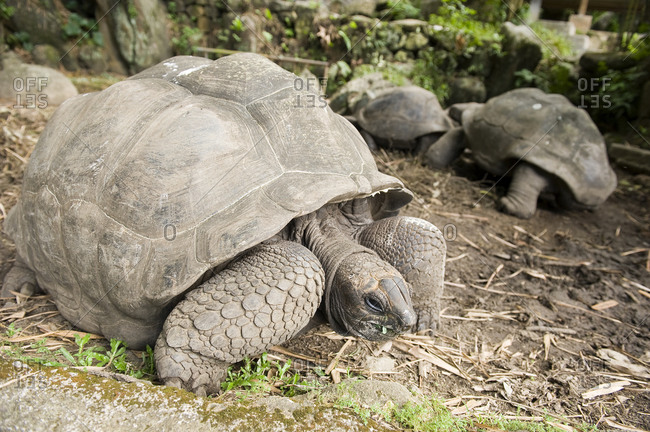 Giant tortoises in the Seychelles