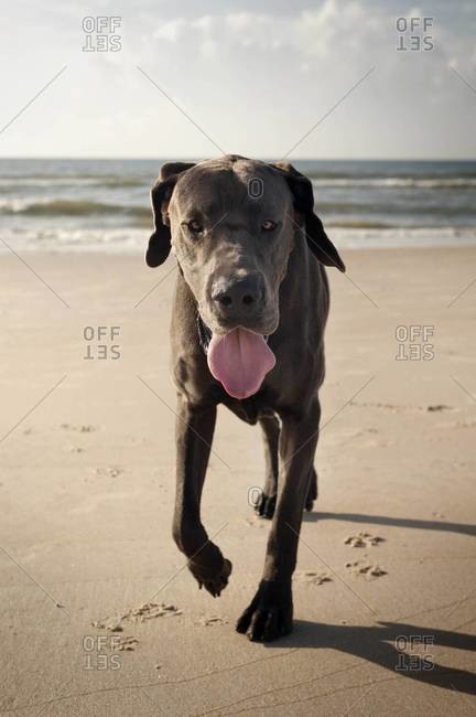 Dog panting on a sandy beach