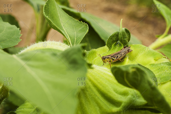 Cricket on a green leaf