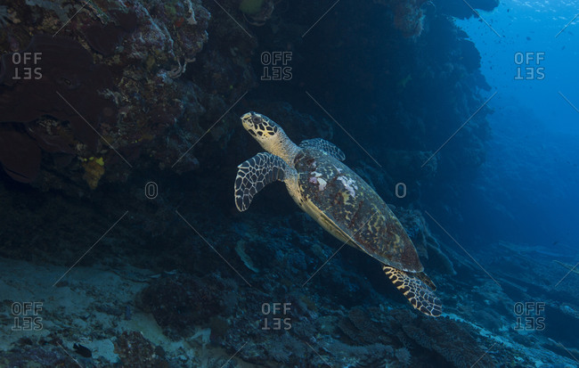 Hawksbill turtle swims into the blue