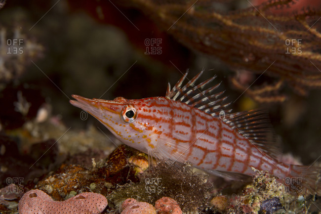 Close-up of Longnose hawkfish