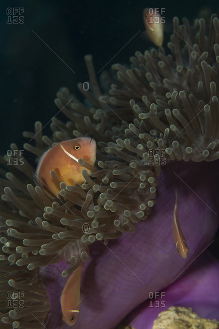 Clownfish amid the tentacles of a Magnificent sea anemone