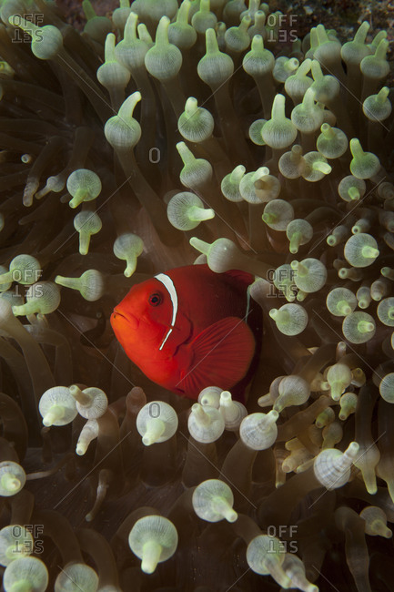 Spine-cheeked anemonefish peeks out from the protection of it\'s host anemone