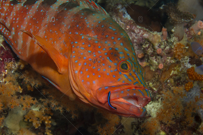 Behavior of a Neon goby cleaning debris and parasites from a Coral grouper