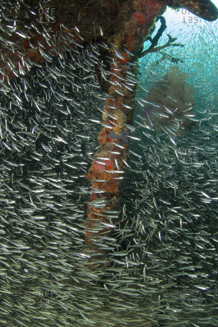 A shoal of Silversides fills the interior of the Benwood wreck, Key Largo
