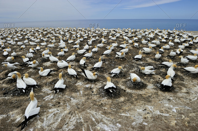 Australasian Gannets nest at a breeding colony in New Zealand