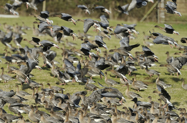 A flock of Pink-footed Geese take off in flight