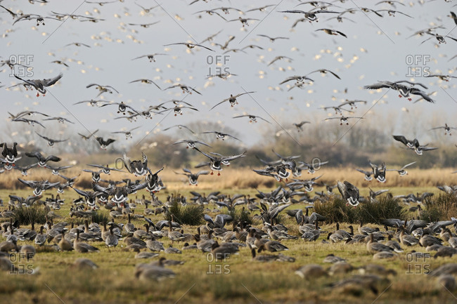 A flock of Pink-footed Geese take off in flight