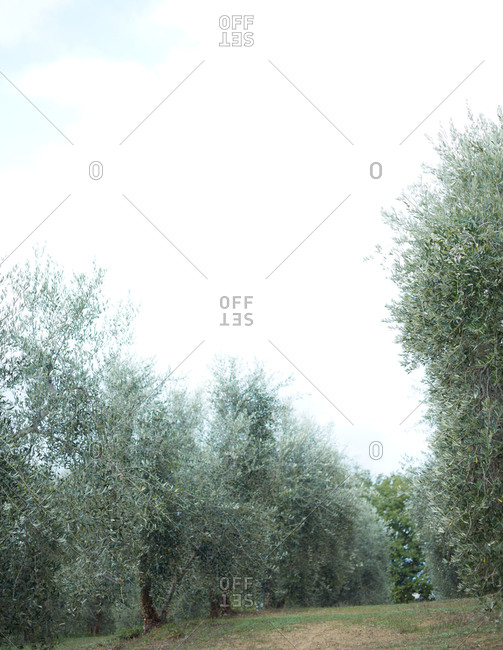 Trees in an olive orchard