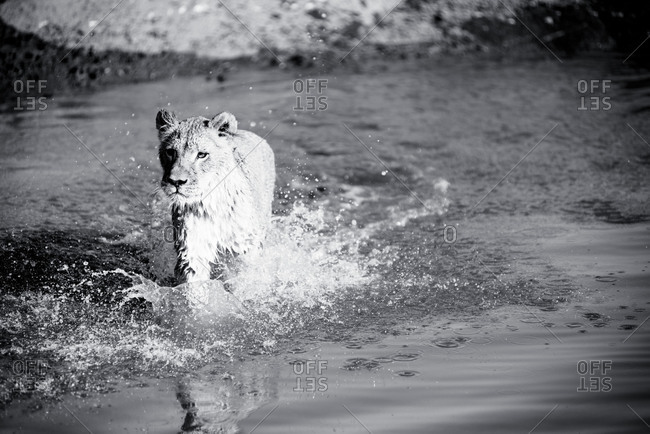 A  lioness running through water