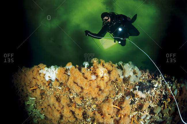 ice diver with sea anemone