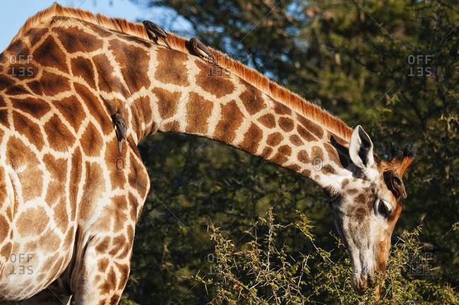Giraffe eating in South Africa
