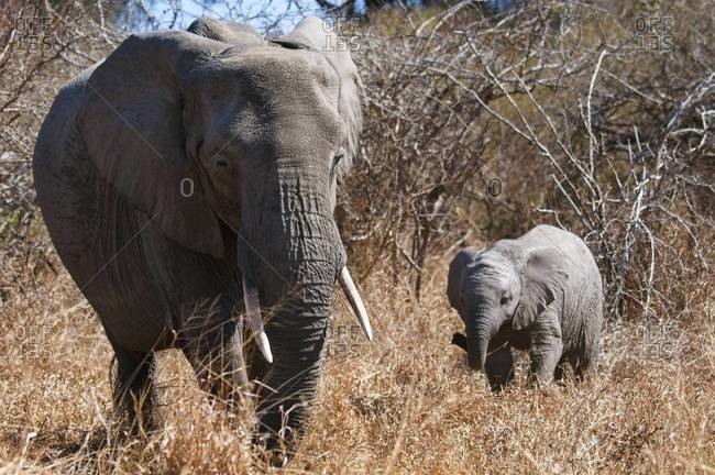 Female and calf African elephants in savanna, South Africa