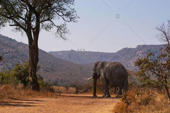 African elephant walking in savanna, South Africa