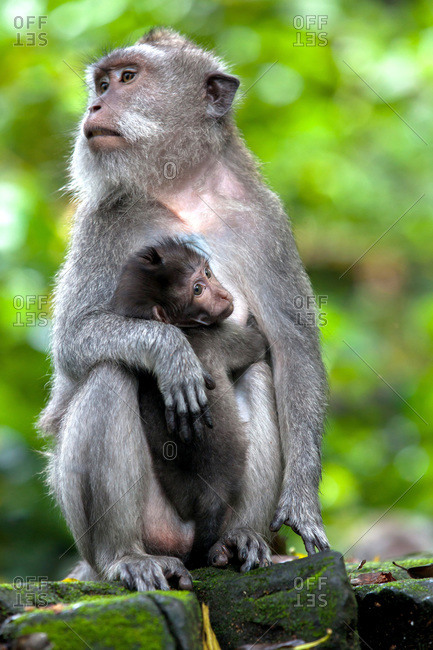 A female macaque monkey holds onto her infant in the Sacred Monkey Forest in Ubud on the island of Bali, Indonesia