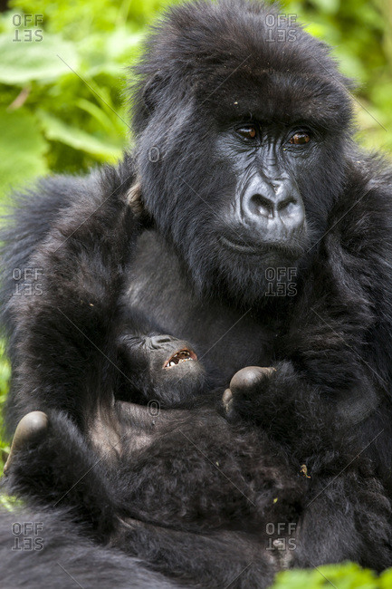A mother gorilla looks exhausted as her infant tries to wrestle with her Young gorillas are known for their playful behavior, often somersaulting over the adults\' bodies and wrestling with each other This playful behavior teaches young gorillas how to int