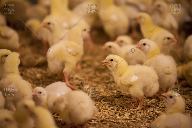 A brood of chicks walking the floor of a poultry barn in British Columbia, Canada