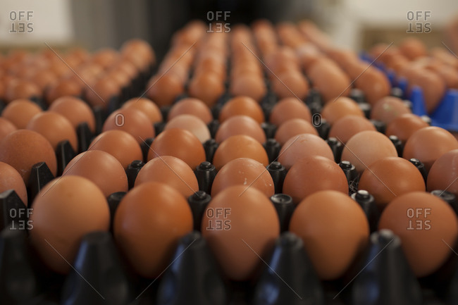 Brown eggs organized in pallets at commercial poultry farm in British Columbia, Canada