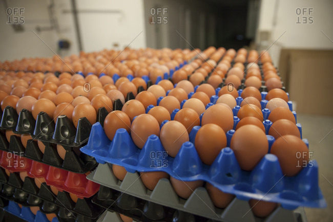 Brown eggs organized in pallets at commercial poultry farm in British Columbia, Canada