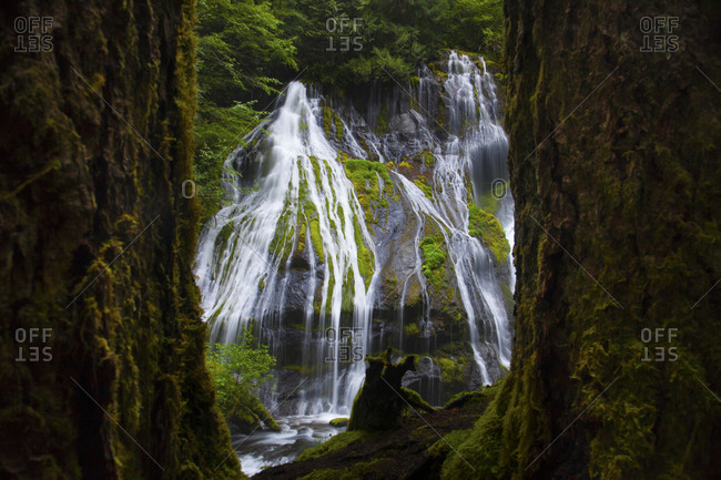 Panther Creek Falls framed between two giant Douglas Fir Trees in Carson, Washington