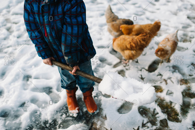 Boy shoveling snow near chickens in yard