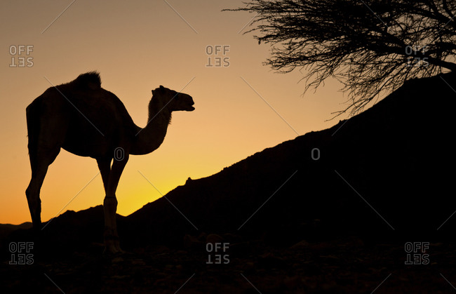 Camel on hillside backlit by orange sunset