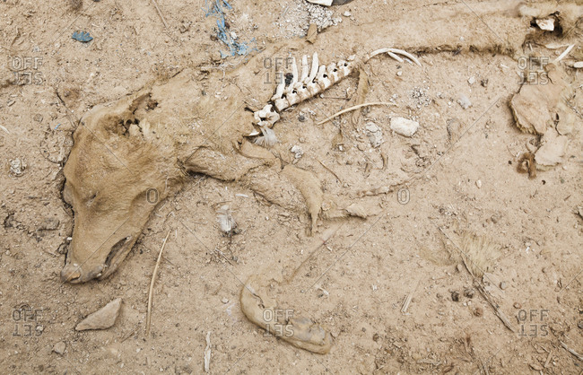 Skeleton of partially decayed dog in desert