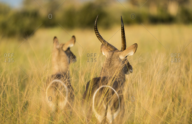 A female and a male waterbuck looking to a pack of wild dogs running a few meters away, Savute, Okavango Delta, Botswana