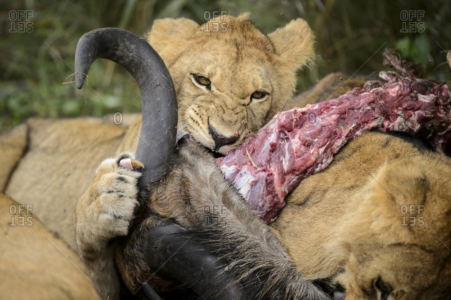 A group of lions eating the carcass of a wildebeest, Savute, Botswana