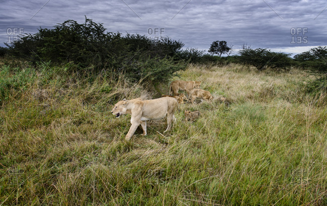 A group of lions captured in Savute, Botswana