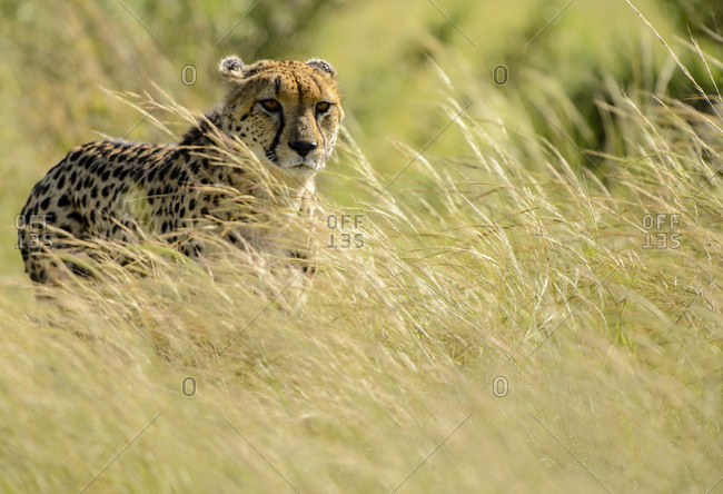 A male cheetah is looking for some food early in the morning in Moremi Game Reserve, Okavango Delta, Botswana