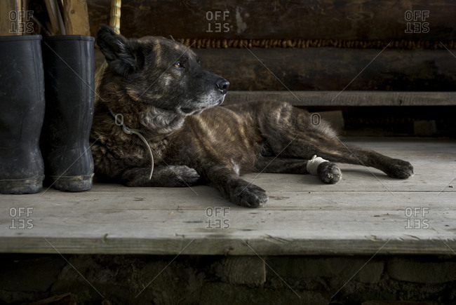 Senior Dutch Shepherd Dog laying on the wooden, rustic porch of mountain hut
