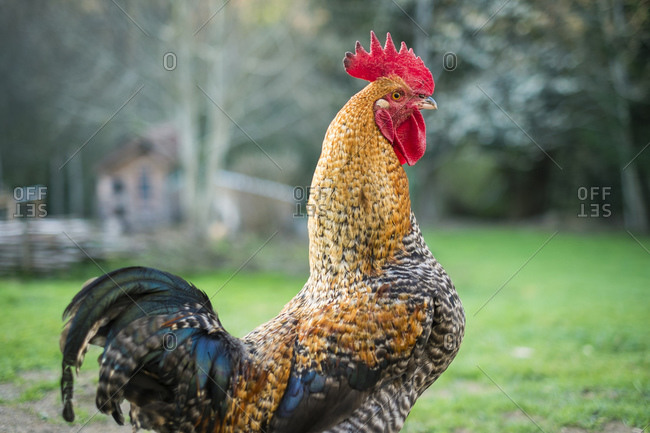 Rooster, male chicken on free range poultry farm