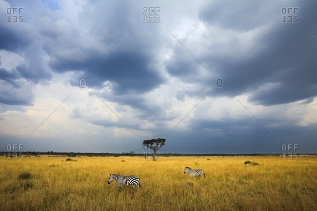 Two Zebras (Equus quagga) walk beneath storm clouds in Kenya\'s Masai Mara