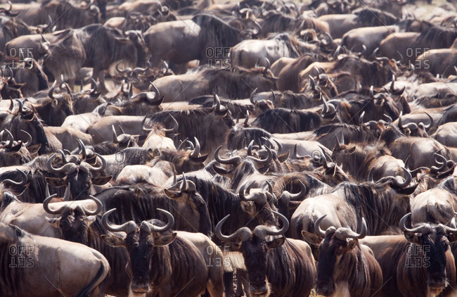 A crowd of wildebeest (Connochaetes) in Kenya\'s Masai Mara