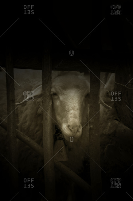 Sheep with bell behind wooden gate