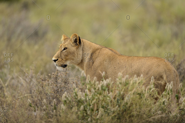 African wildlife mammals in the wild