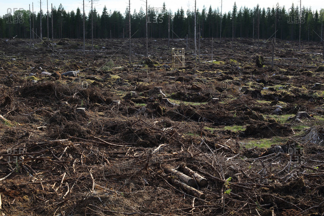 Debris of a cut forest