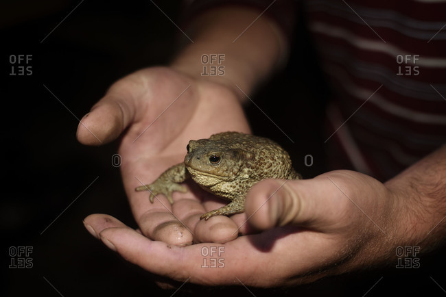 Man holding toad in hands at night