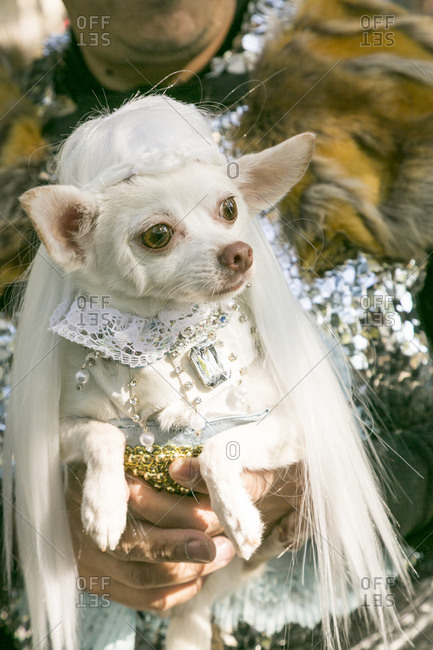 Person holding a chihuahua dressed up in costume