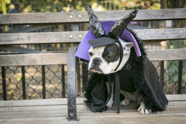 Portrait of a bulldog in costume