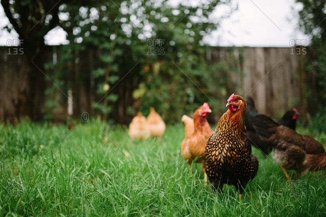 Chickens grazing in grassy yard