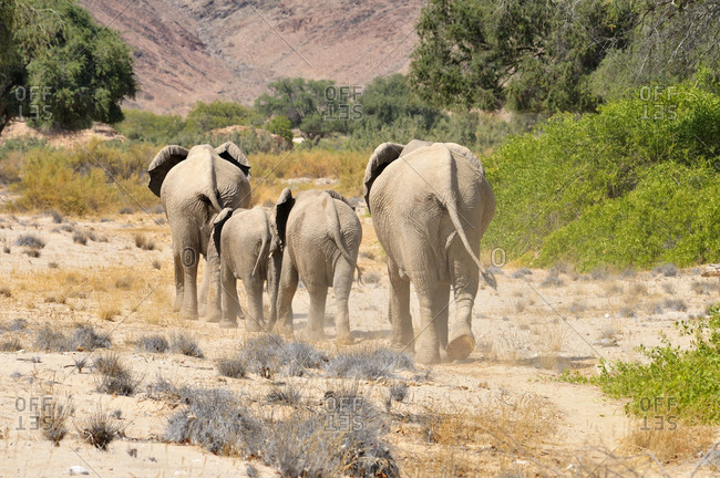 Four African elephants, Loxodonta Africana, walking through Hoanib River