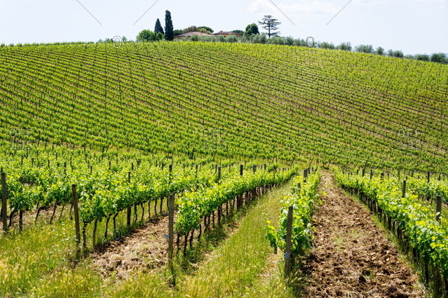 Field of vines at a vineyard