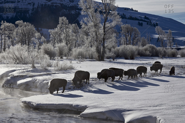 Bison cows in the snow with frost-covered trees in the winter